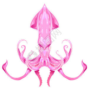 粉色乌贼插画图片