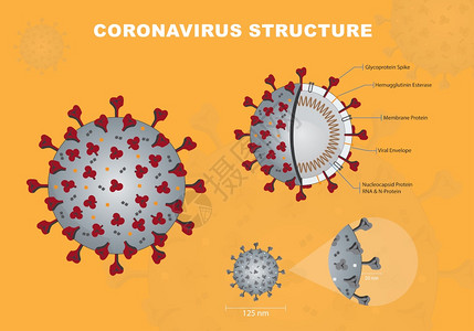 Corna或crna或cvid19或sarcov2横截段模型Corna信封结构矢量图图片