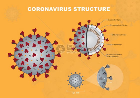 Corna或crna或cvid19或sarcov2横截段模型Corna信封结构矢量图图片