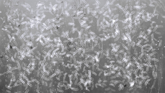 显微镜下的许多细菌图片