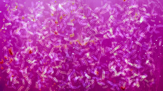 显微镜下的许多细菌图片