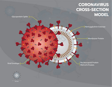 Corna或crna或cvid19或sarcov2横截段模型Corna信封结构矢量图图片