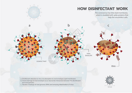 消毒和杀死冠状病或covid19或sarcov2信息图形矢量如何起作用和杀死corna或cvid19信息矢量图形图片