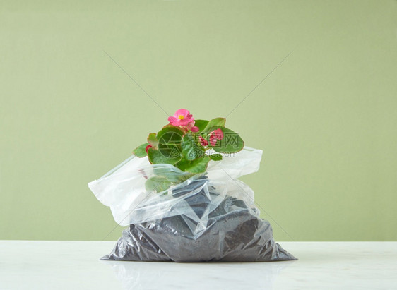 长生不息的种植花朵装在塑料袋里放杜奥酮背景的塑料袋里生态与环境概念图片