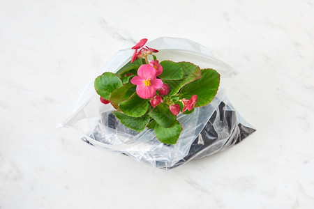 花朵在塑料袋里花朵放在塑料袋里蓝调背景生态与环境概念顶端观景花朵中在大理石灰色背景的塑料袋里图片