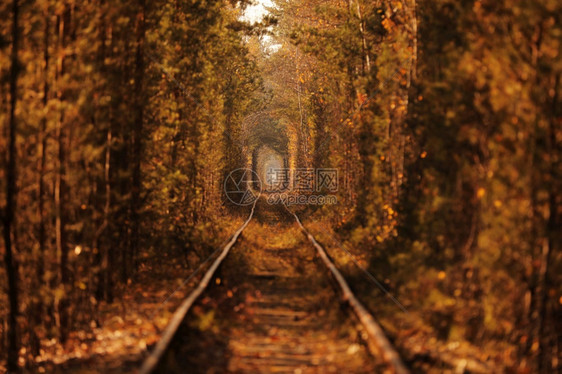在秋天由树形成自然的爱隧道图片