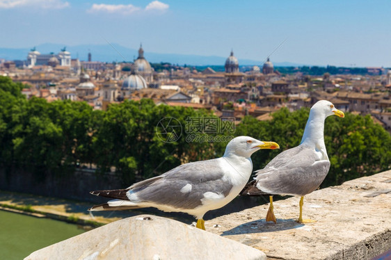 在意大利的夏日里在罗马上空的海鸥图片
