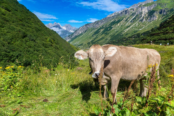 在一个美丽的夏日中在阿尔卑斯山中放牧的牛群在美丽夏日瑞士图片