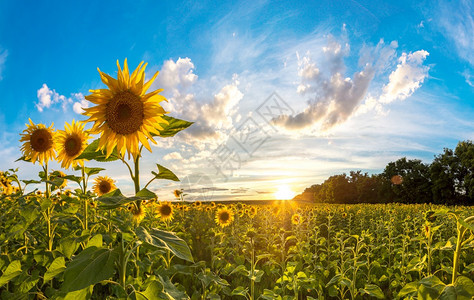 在美丽的夏日中向葵花开的田地图片