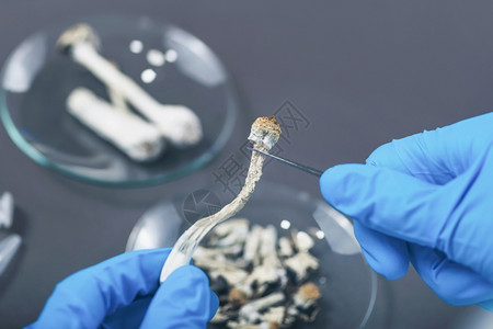 实验室准备微剂量筒球菌的衍生物魔蘑菇的衍生物图片