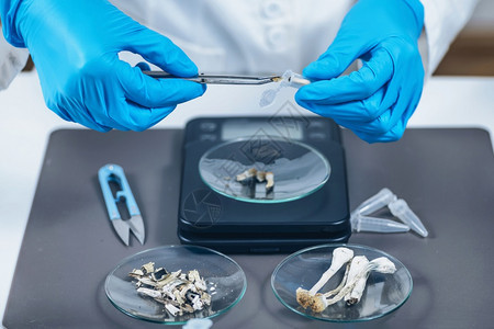 在科学实验室为准备微剂量的psilocybn蘑菇图片