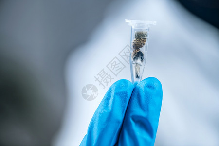 微剂量的psilocybn魔法蘑菇的致幻剂衍生物实验室技术员每天剂量在微管内图片