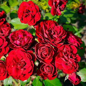美丽的红玫瑰在夏季花园的绿叶背景上图片