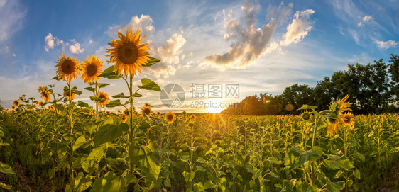 在美丽的夏日中向葵花开的田地图片