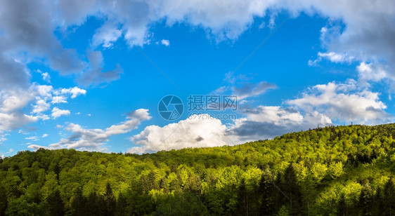 在美丽的夏日中喀尔巴阡山脉森林的全景图片