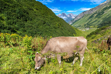 在一个美丽的夏日中在阿尔卑斯山中放牧的牛群在美丽夏日瑞士图片