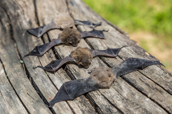 在一个美丽的夏日中蝙蝠群图片