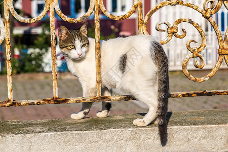 猫在伊斯坦堡火鸡在一个美丽的夏日图片