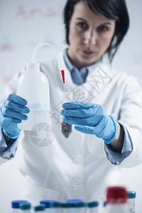 分析农用产品中药存在的植物样品将水倒入试验管实室中含有溶解样品分析农用产中存在药的植物样品图片
