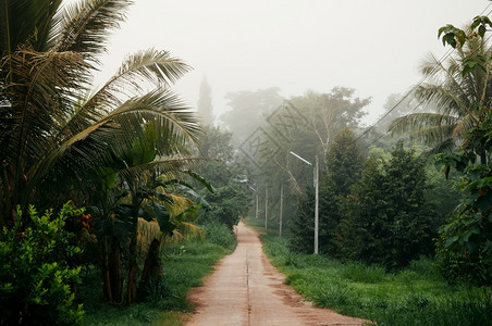 农村景点位于绿红树和丘陵花园之间的泰兰乡村镇小公路背景图片