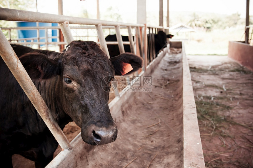黑塔伊马牛在phuanskoh塔伊兰的牛养场图片