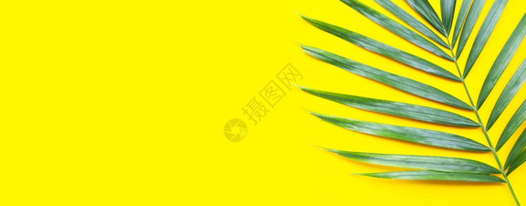 夏日棕榈叶树叶黄色背景的热带棕榈树叶背景
