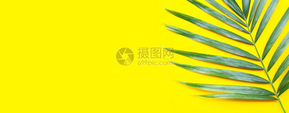 黄色背景的热带棕榈树叶图片