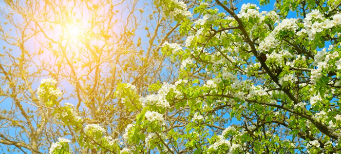 梨子的花枝盛开春天花园和阳光宽阔的照片图片
