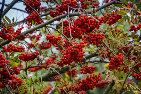 秋天的时候红线山灰莓树枝上的山灰浆图片