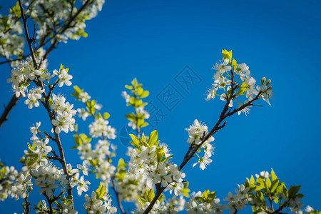 盛开的樱桃树枝图片