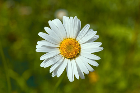 夏日盛开的白色雏菊花在绿草的衬托下图片
