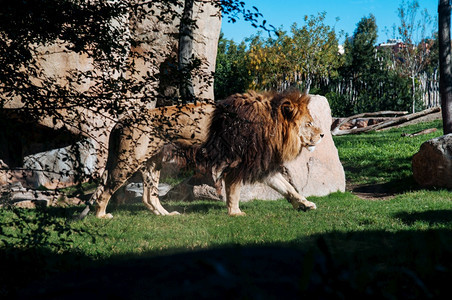 非洲的雄狮在阳光明媚的下沿着绿草坪行走在Valenci生物公园动里图片
