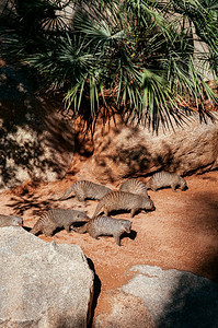 在西班牙的Valenci生物园中阳光明亮的下聚集了非洲条纹的蒙戈斯家庭图片