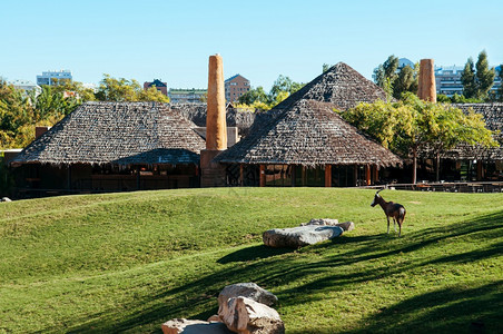 201年月6日第章华伦西亚班牙维伦西亚生物parc动园小屋建筑和绿草坪非洲动物在阳光下图片