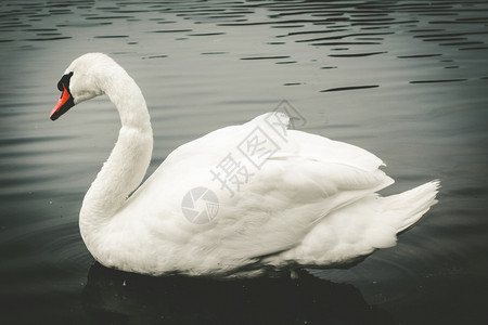 美丽的白天鹅在池塘游泳白天鹅在池塘游泳图片