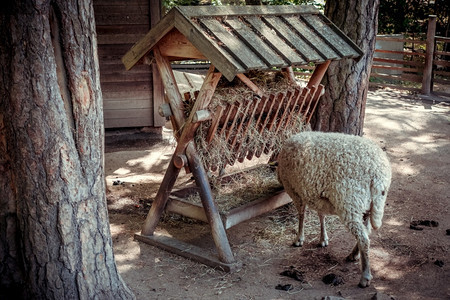 传统农场的羊群图片