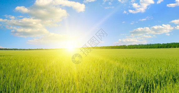 绿地太阳和在蓝天上农业景观大片照图片