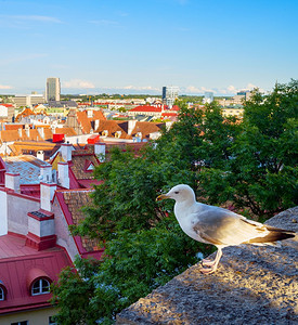 海鸥在一座古老的城前海鸥图片