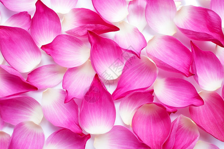 粉红莲花瓣背景图片
