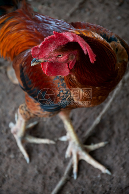 传统免费家禽养殖业中的雄公鸡红大图片