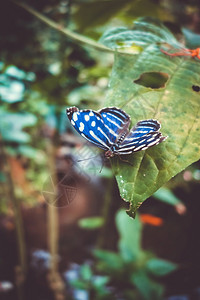 热带蓝蝴蝶在雨林的一片叶子上蓝热带蝴蝶在一片叶子上图片
