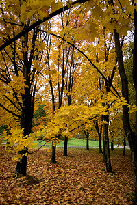 在城市公园的树上秋天有黄色的叶子图片