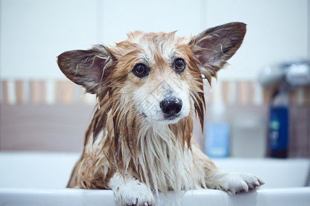 在浴室洗完澡的小狗图片