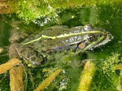 在德国池塘中的普通水青蛙图片