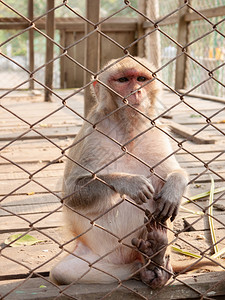 猴子被锁在金属笼里面容不快乐令人悲哀图片