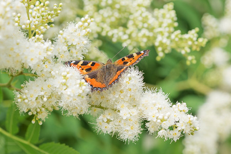 柳橙蝴蝶极地在春天坐白花上图片