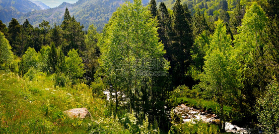 比利牛斯山脉地貌夏季在安多拉河谷的绿色植被图片