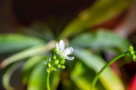 食肉植物花朵图片