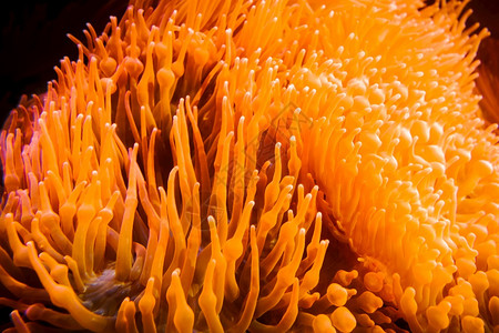 珊瑚特写海葵海洋特写大杂烩海洋中的海葵背景