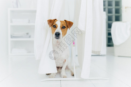 在洗衣房的白地板上在衣着马烘干白衬内衣的洗房附近小狗在白地板上摆布洗衣房中的动物图片